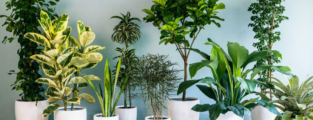 گل های آپارتمانی ، معرفی ۲۰ گیاه آپارتمانی فریبنده که عمر طولانی دارند